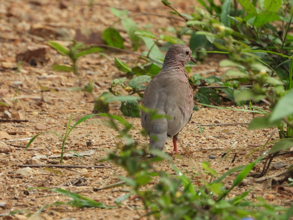 Common Ground Dove - ML612893001