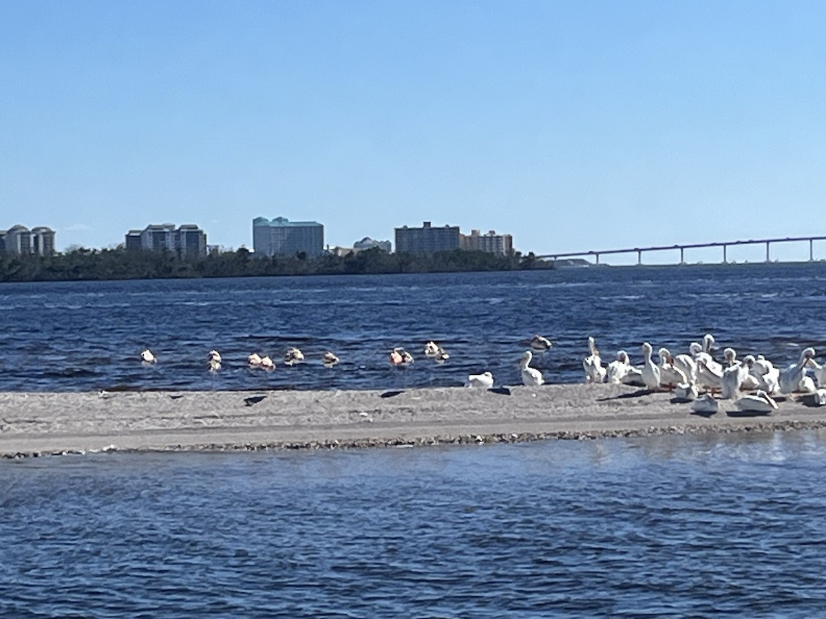 Fenicottero caraibico - ML612893037