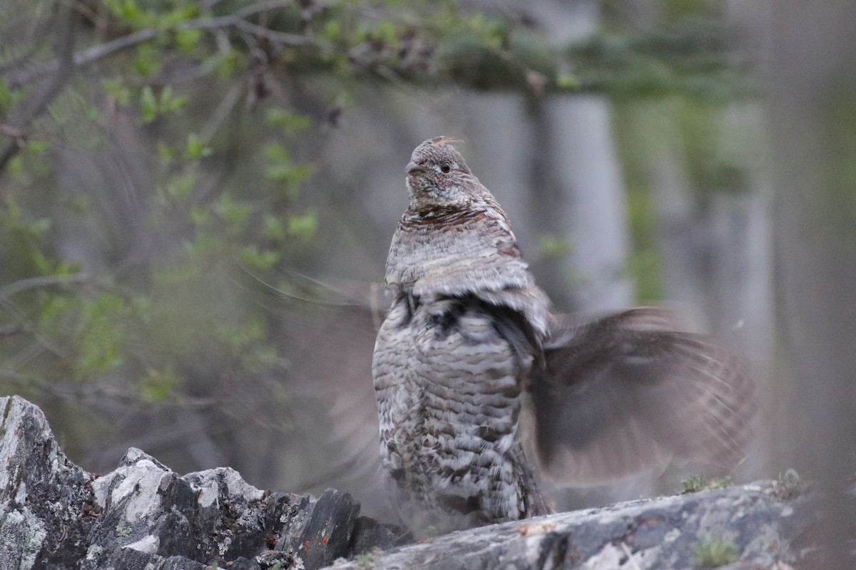 Ruffed Grouse - ML612893092