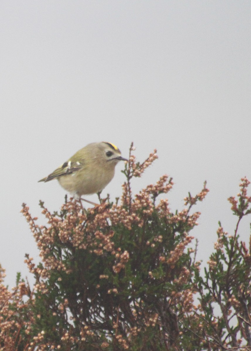 Goldcrest (European) - ML612893227