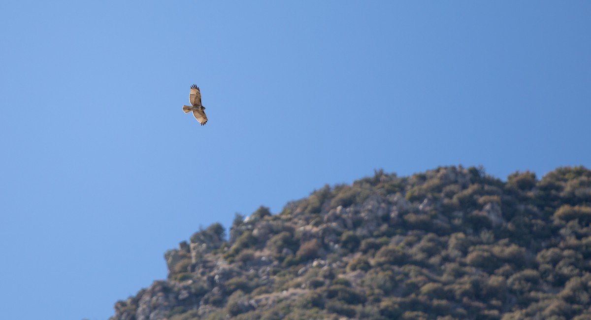 Rotschwanzbussard (calurus/alascensis) - ML612893272