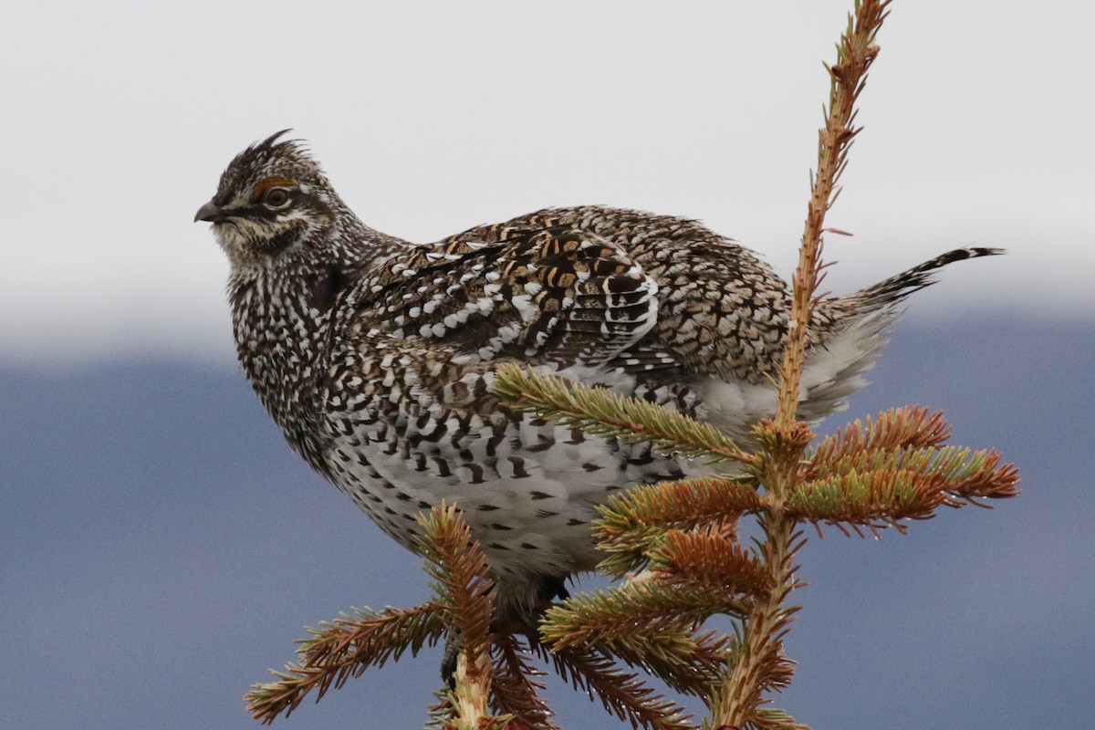 Sharp-tailed Grouse - Pam Sinclair