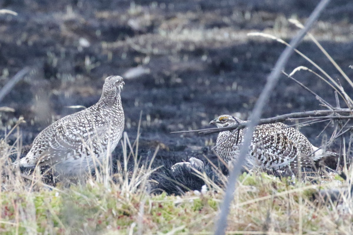 Sharp-tailed Grouse - ML612893286