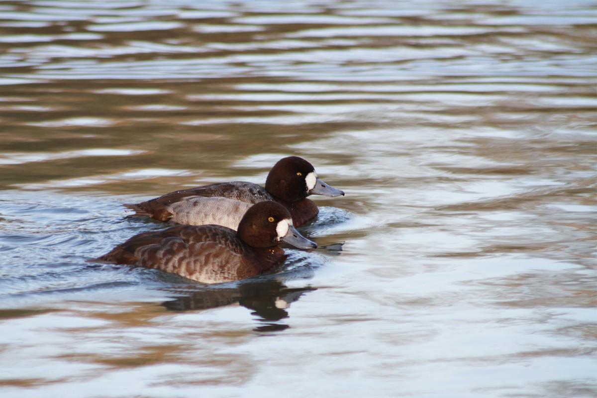 Greater Scaup - ML612893301