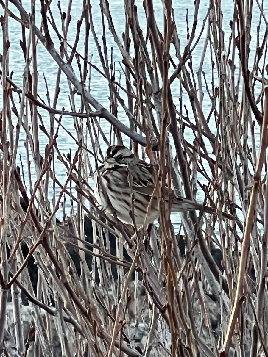 Song Sparrow - ML612893407