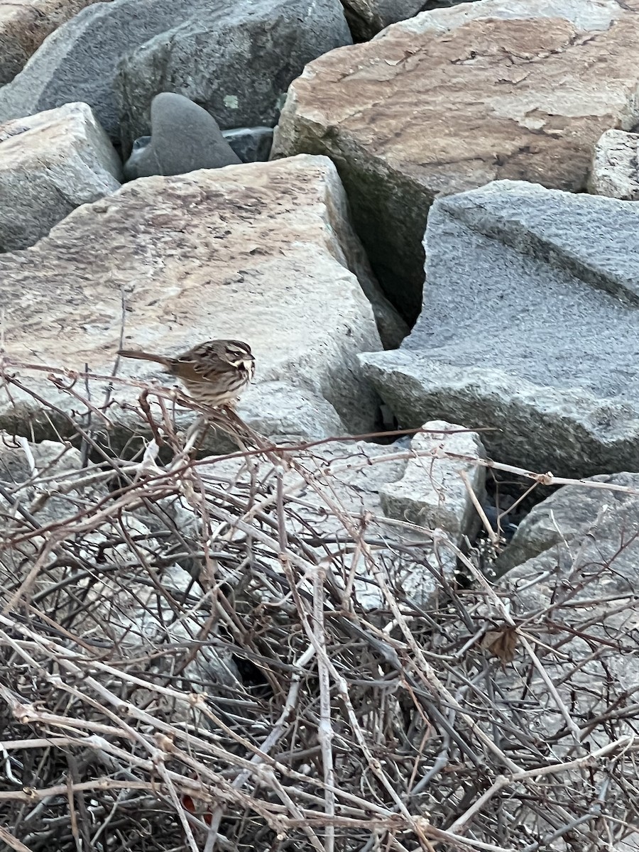 Song Sparrow - ML612893408