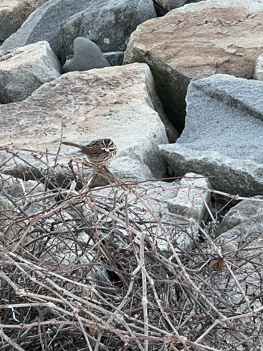 Song Sparrow - ML612893409