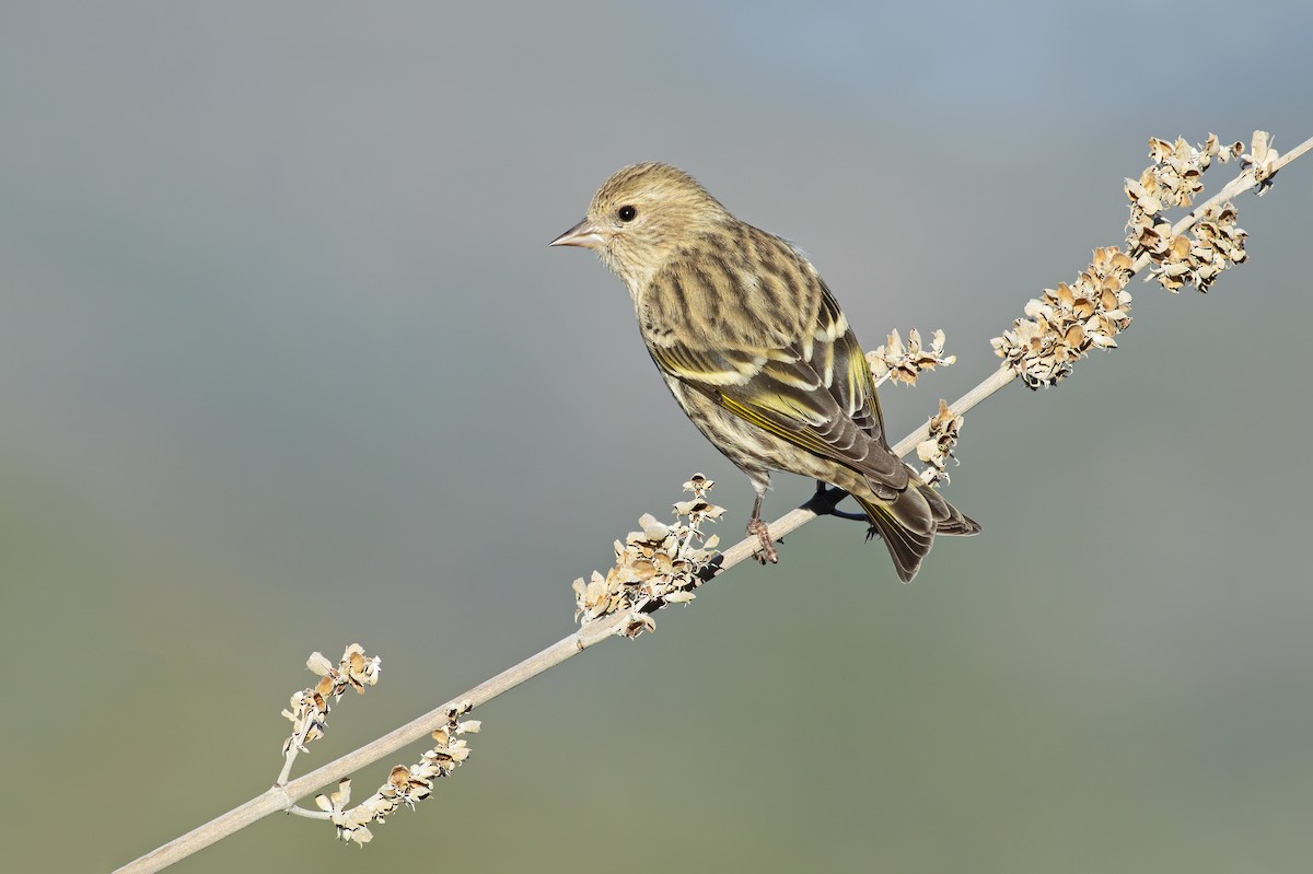 Pine Siskin - ML612893418