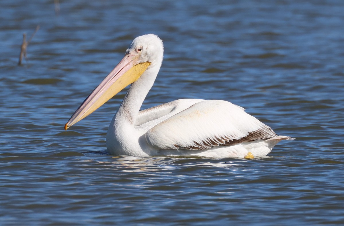 American White Pelican - ML612893443