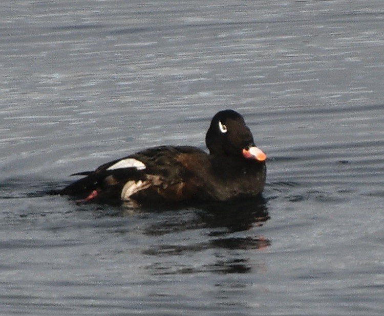 White-winged Scoter - ML612893533