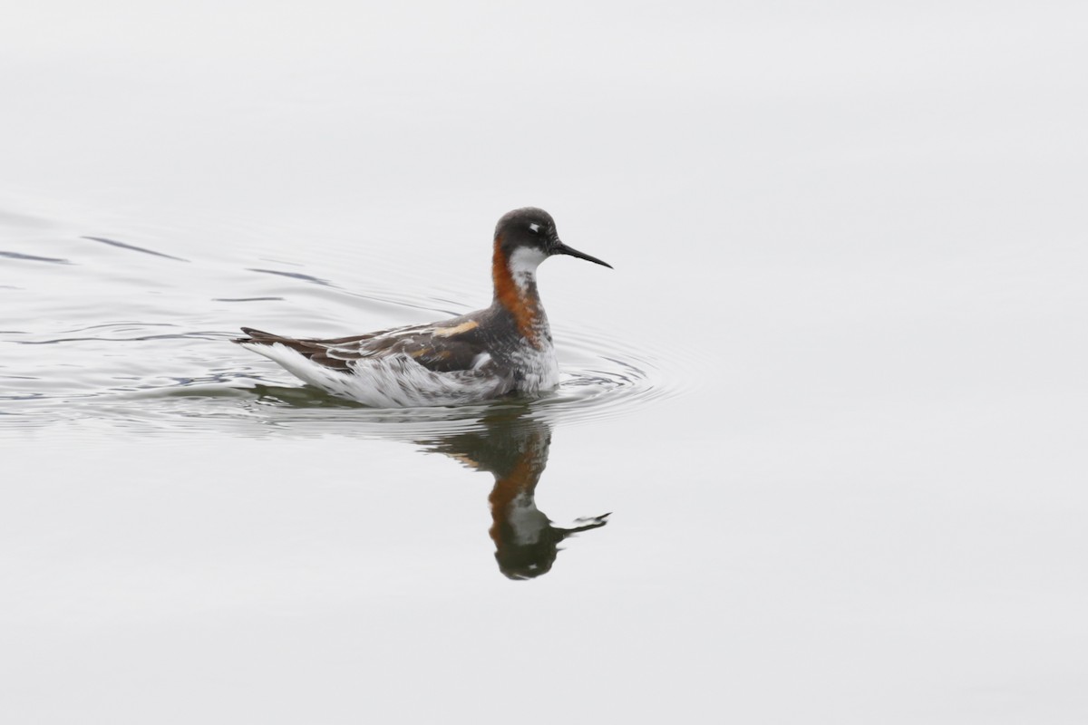 Phalarope à bec étroit - ML612893590