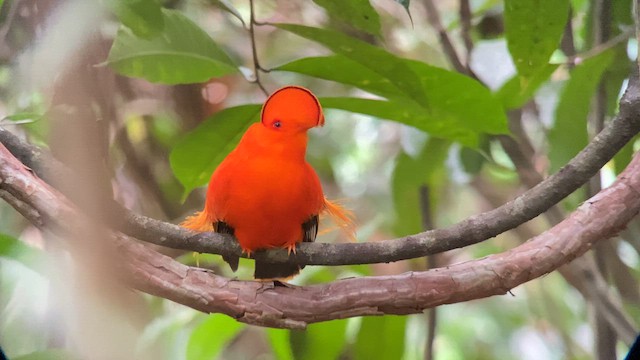 Guianan Cock-of-the-rock - ML612893631