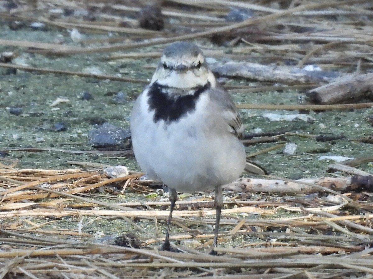 White Wagtail - ML612893650