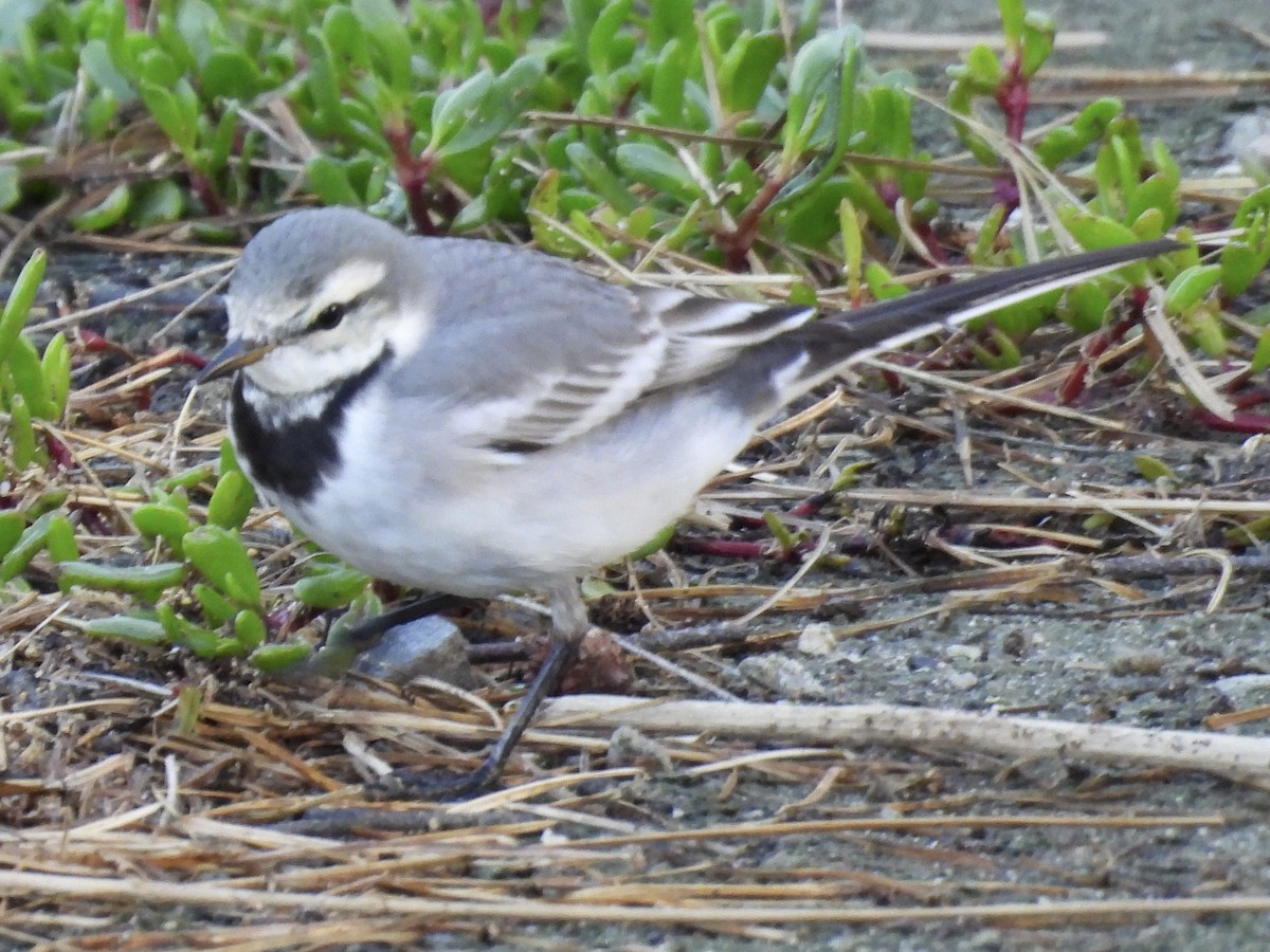 White Wagtail - Calvin Grigal