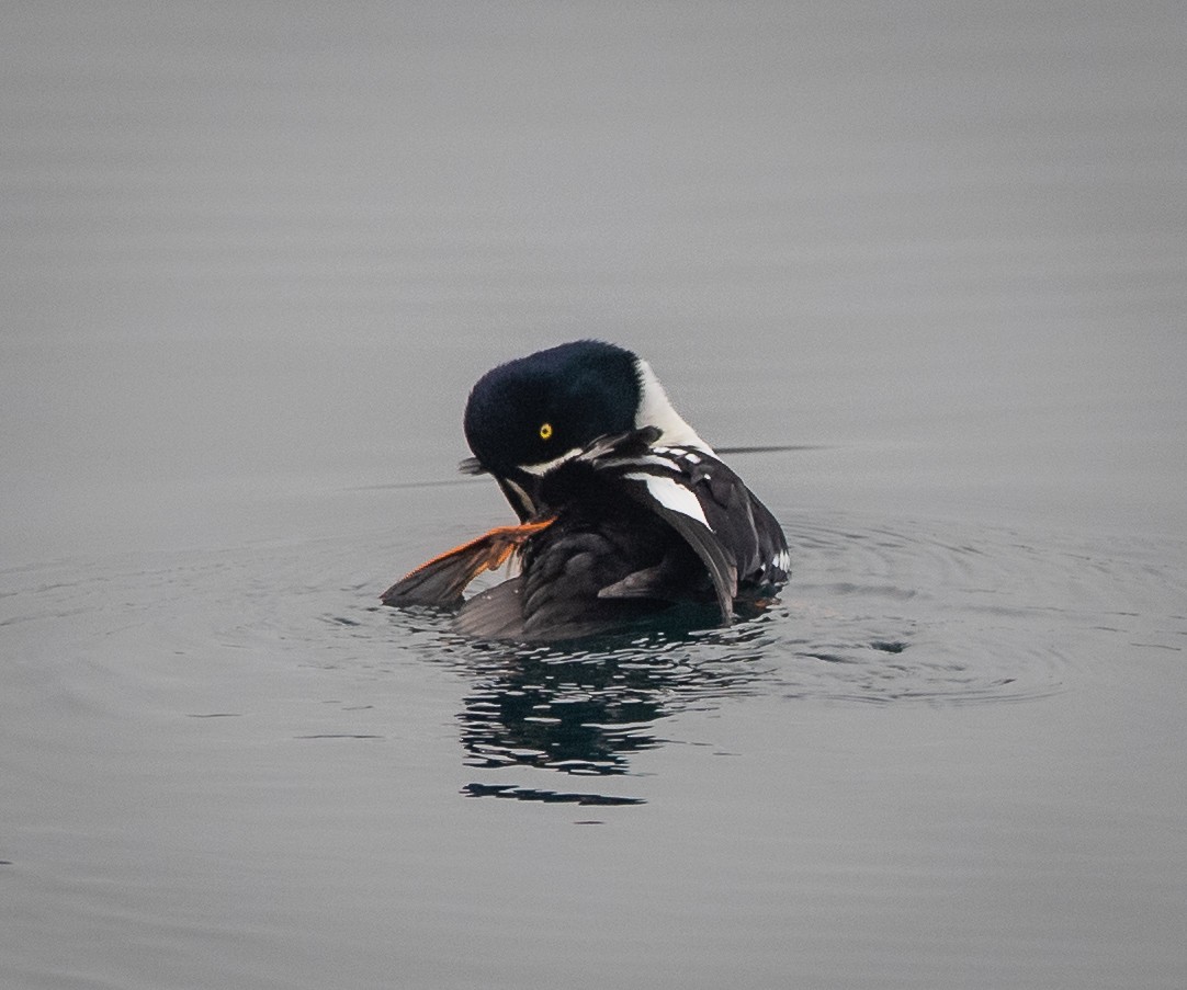 Barrow's Goldeneye - bj worth