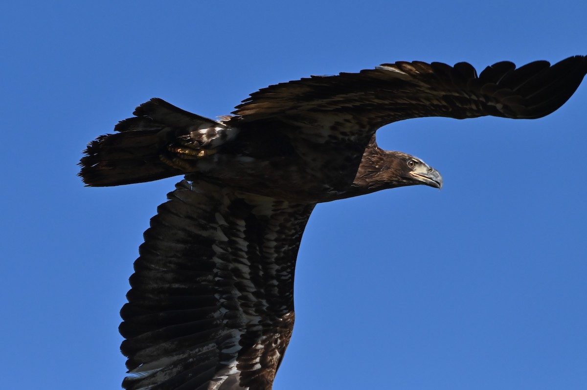 Bald Eagle - ML612893829