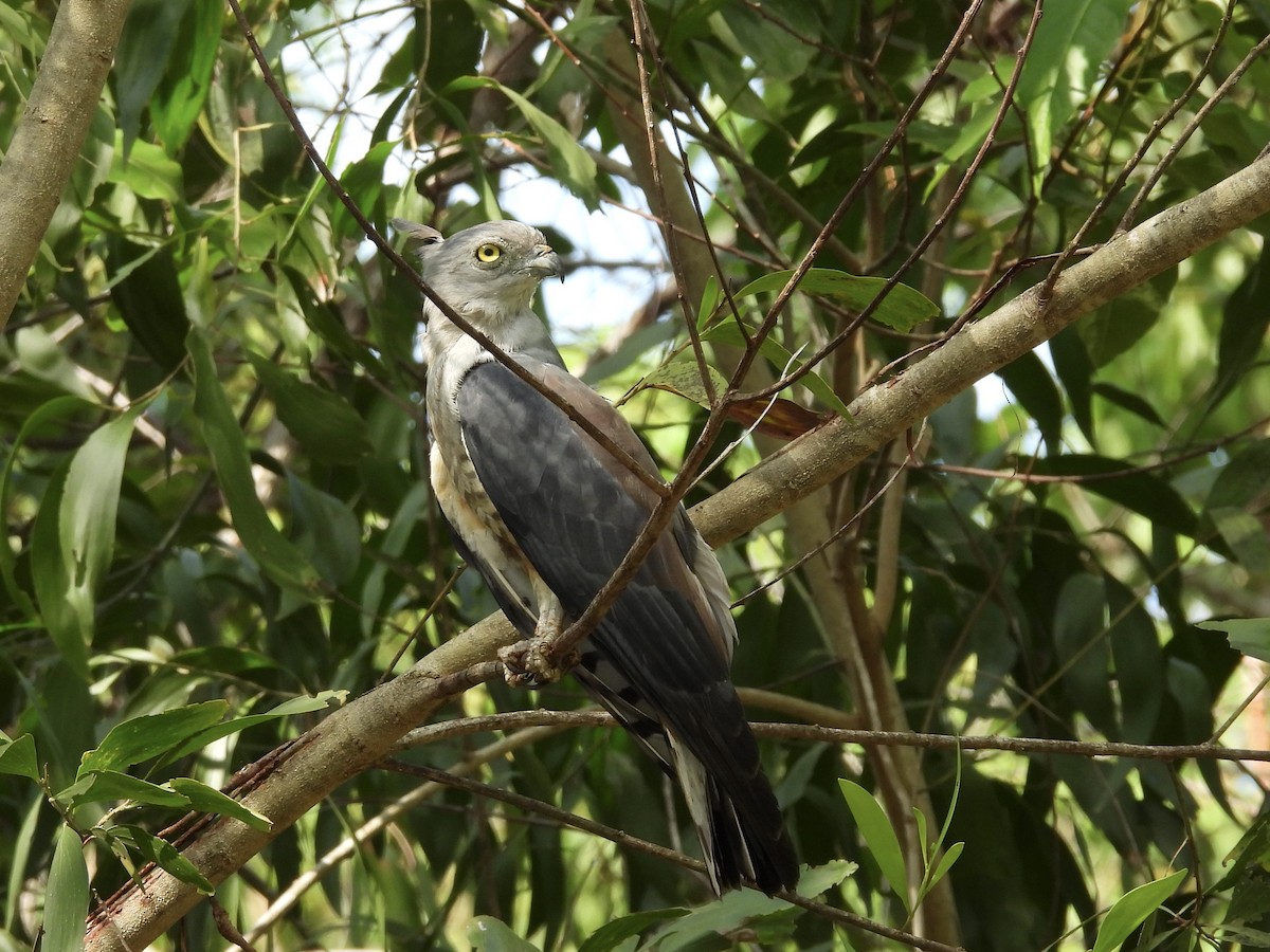 Pacific Baza - ML612893836