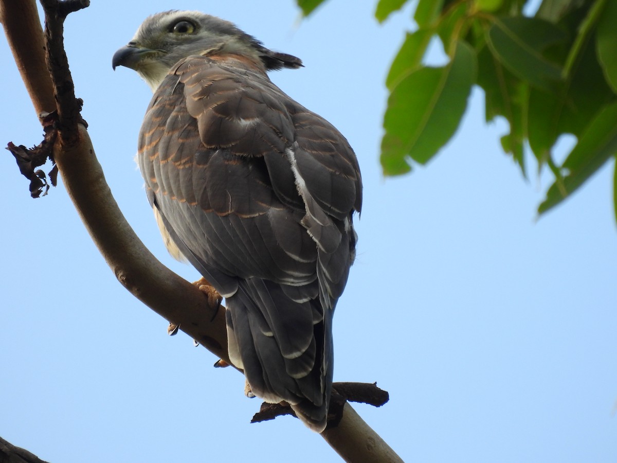 Pacific Baza - T. Kruse