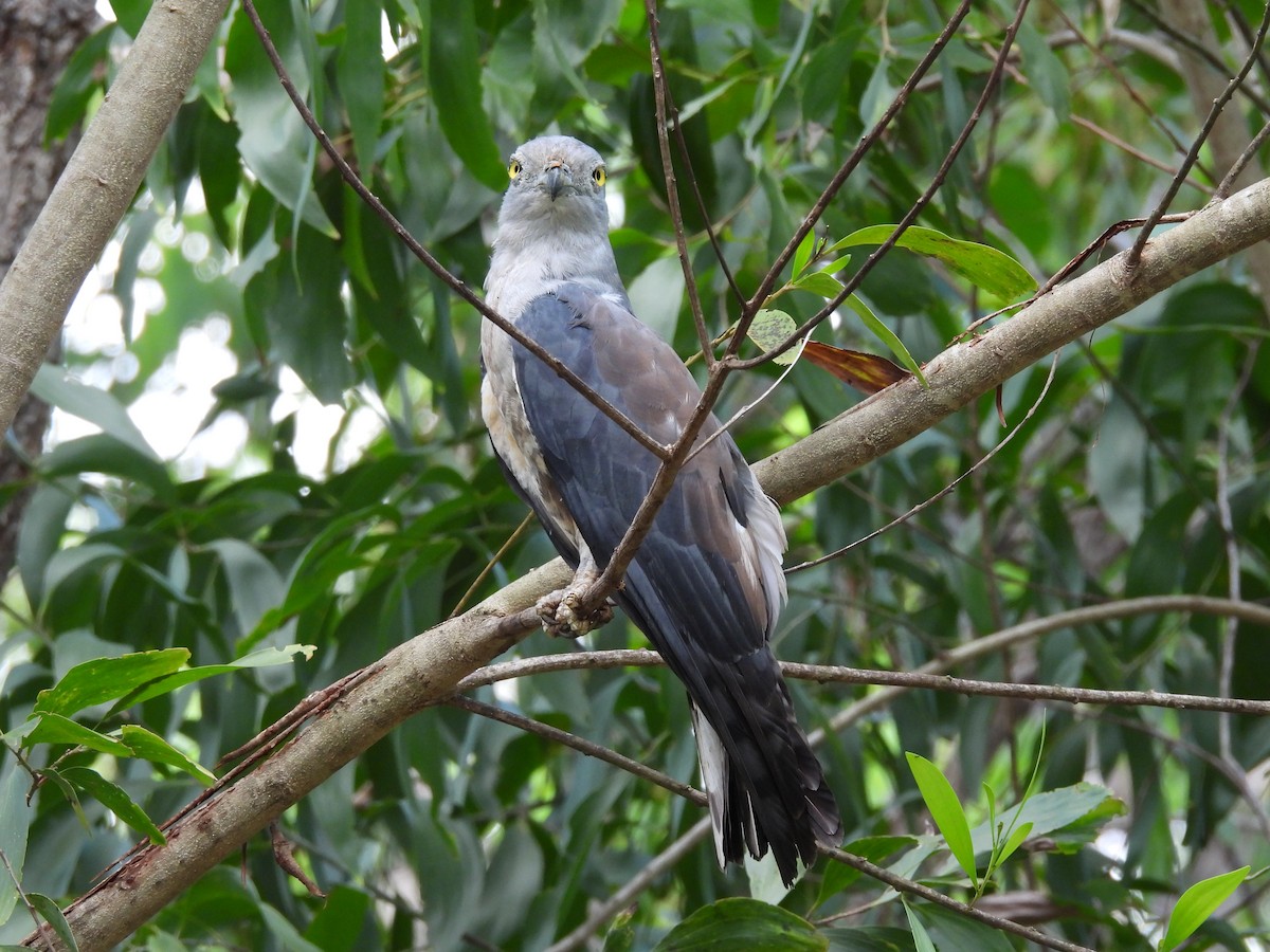 Pacific Baza - ML612893839