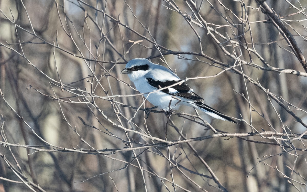 Great Gray Shrike (Great Gray) - Emmanuel Naudot