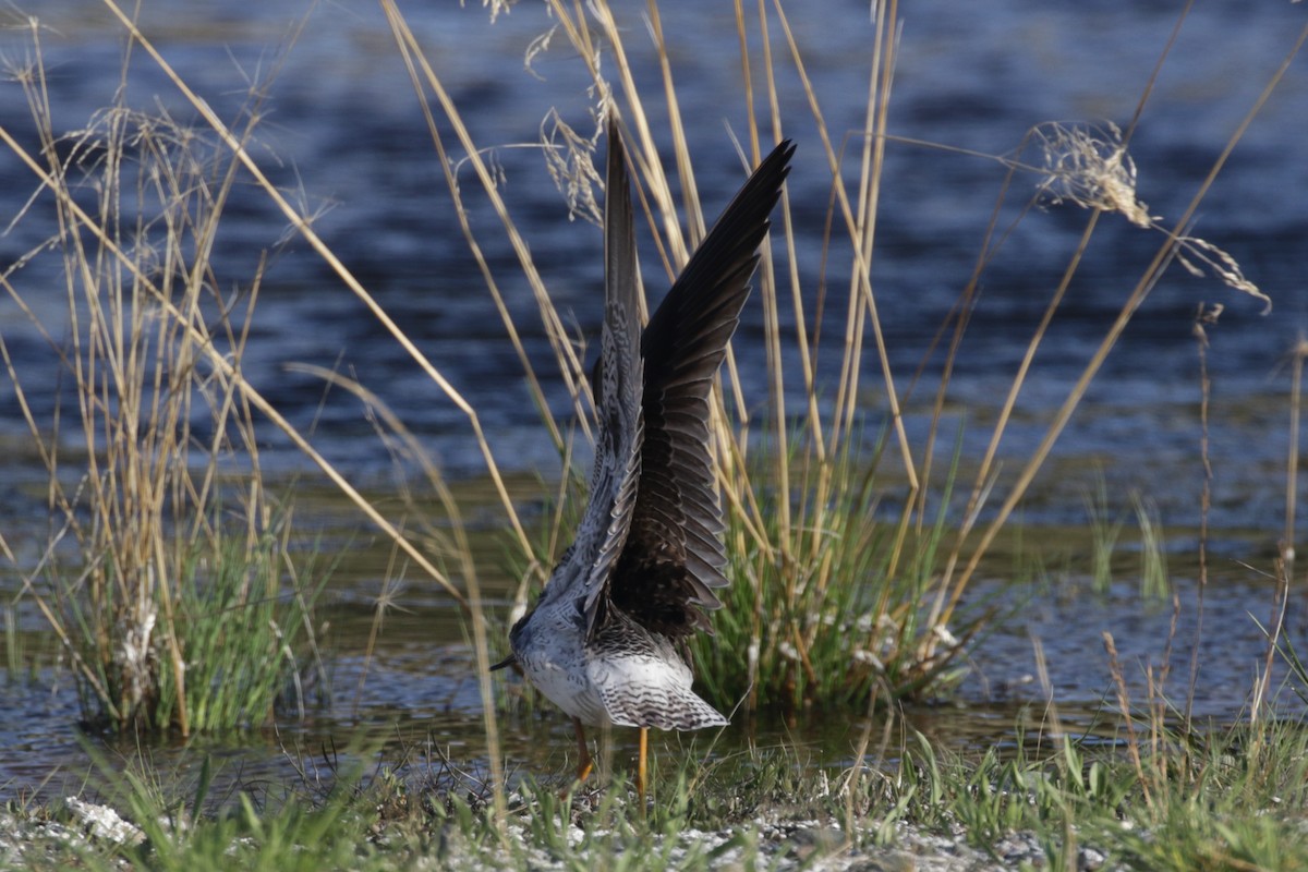 Lesser Yellowlegs - Pam Sinclair