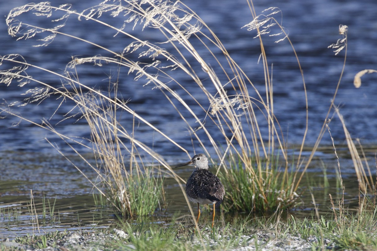 Lesser Yellowlegs - Pam Sinclair