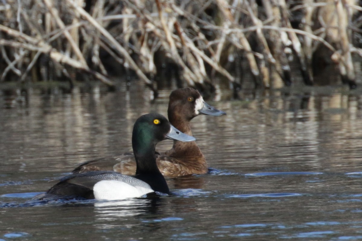 Lesser Scaup - ML612893955