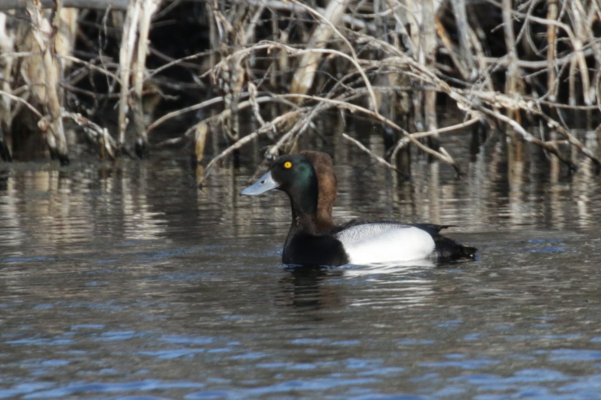 Lesser Scaup - ML612893956