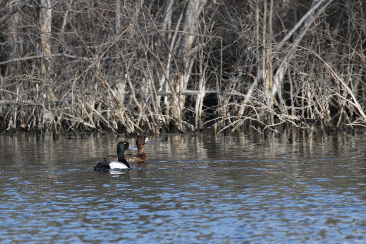 Lesser Scaup - ML612893959