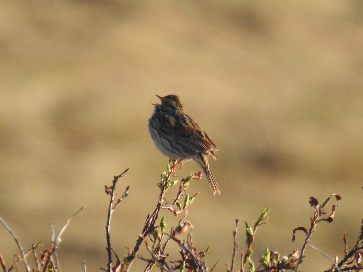 Savannah Sparrow - Chris Coxson