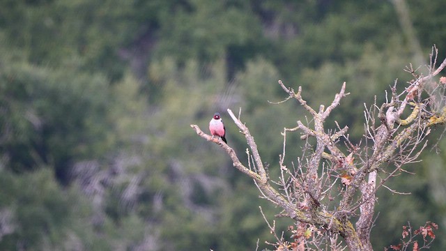 Lewis's Woodpecker - ML612894048