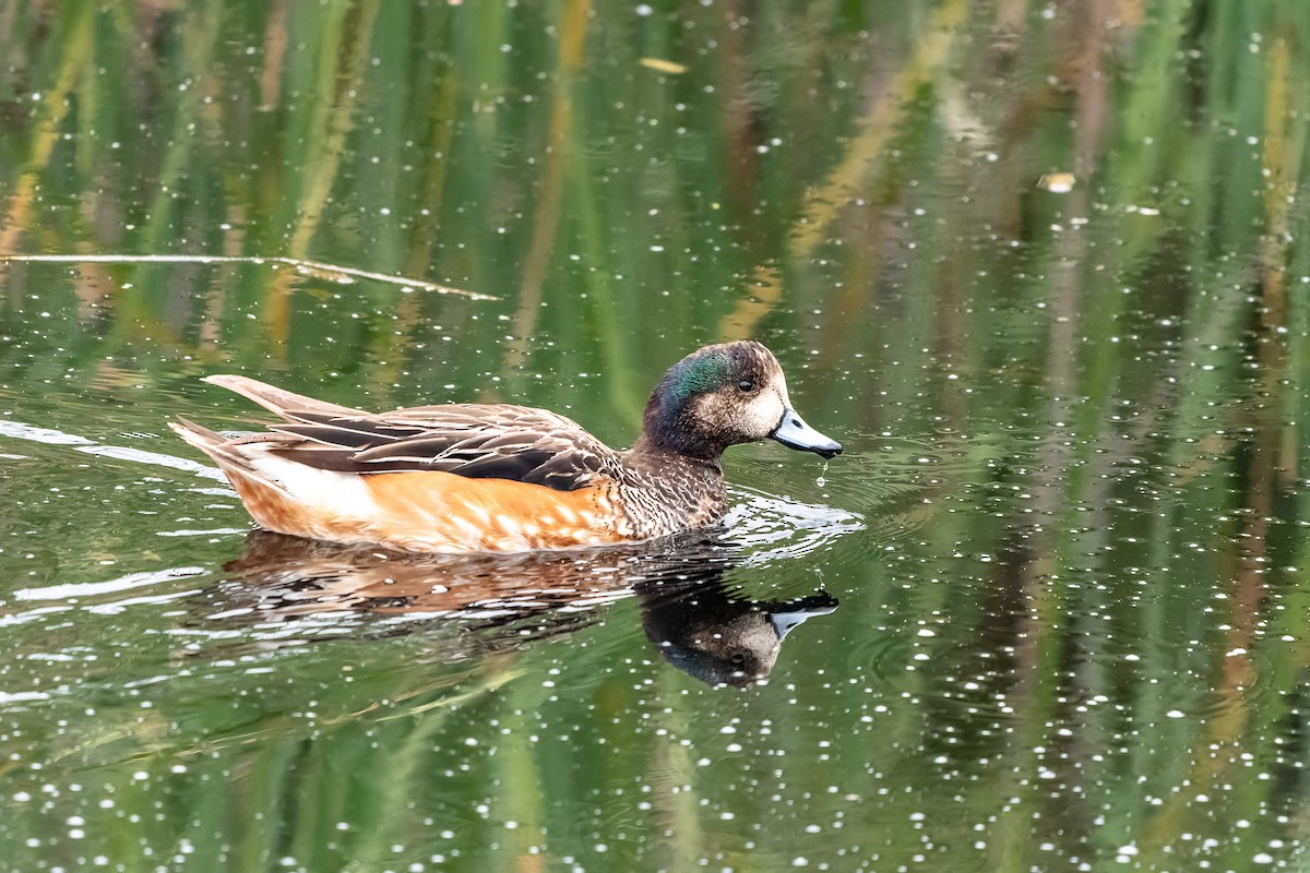 Chiloe Wigeon - ML612894074