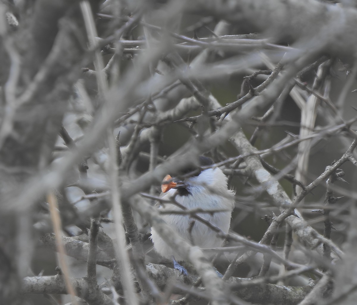 Marsh Tit - ML612894221