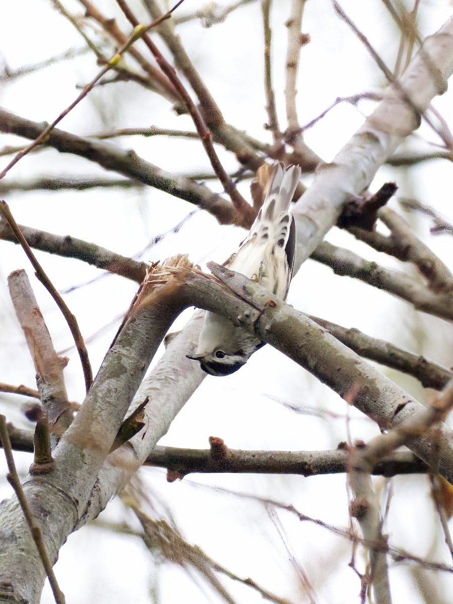 Black-and-white Warbler - ML612894222