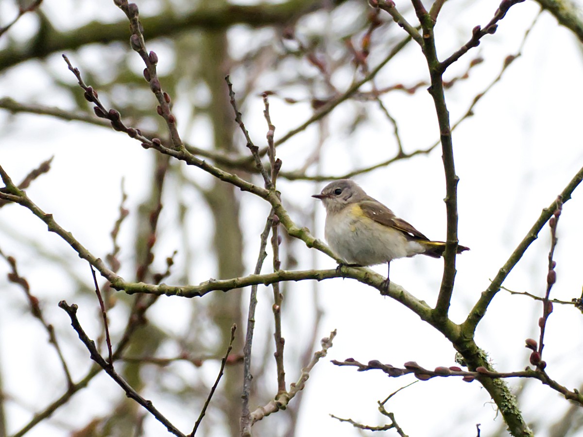 American Redstart - ML612894232