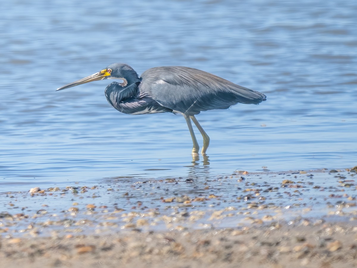 Tricolored Heron - ML612894270