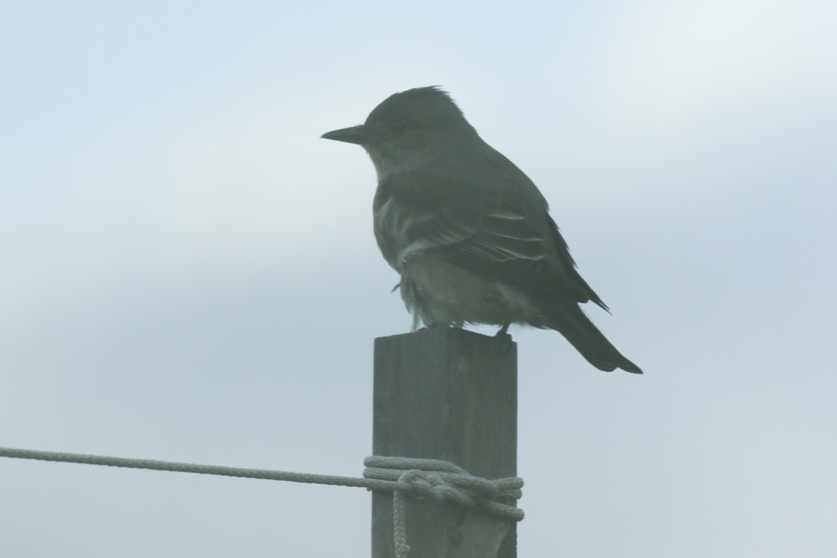 Olive-sided Flycatcher - ML612894281