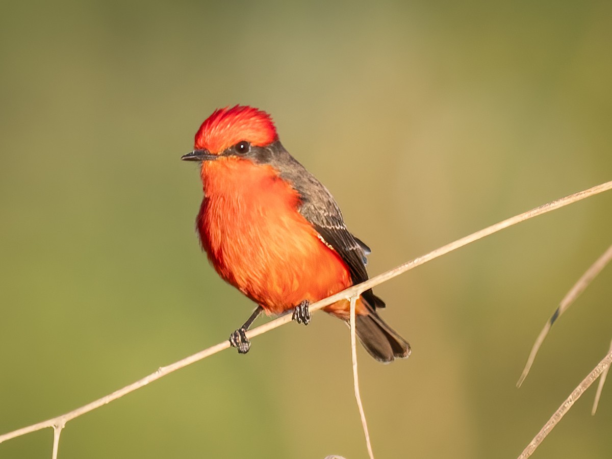 Vermilion Flycatcher - ML612894330