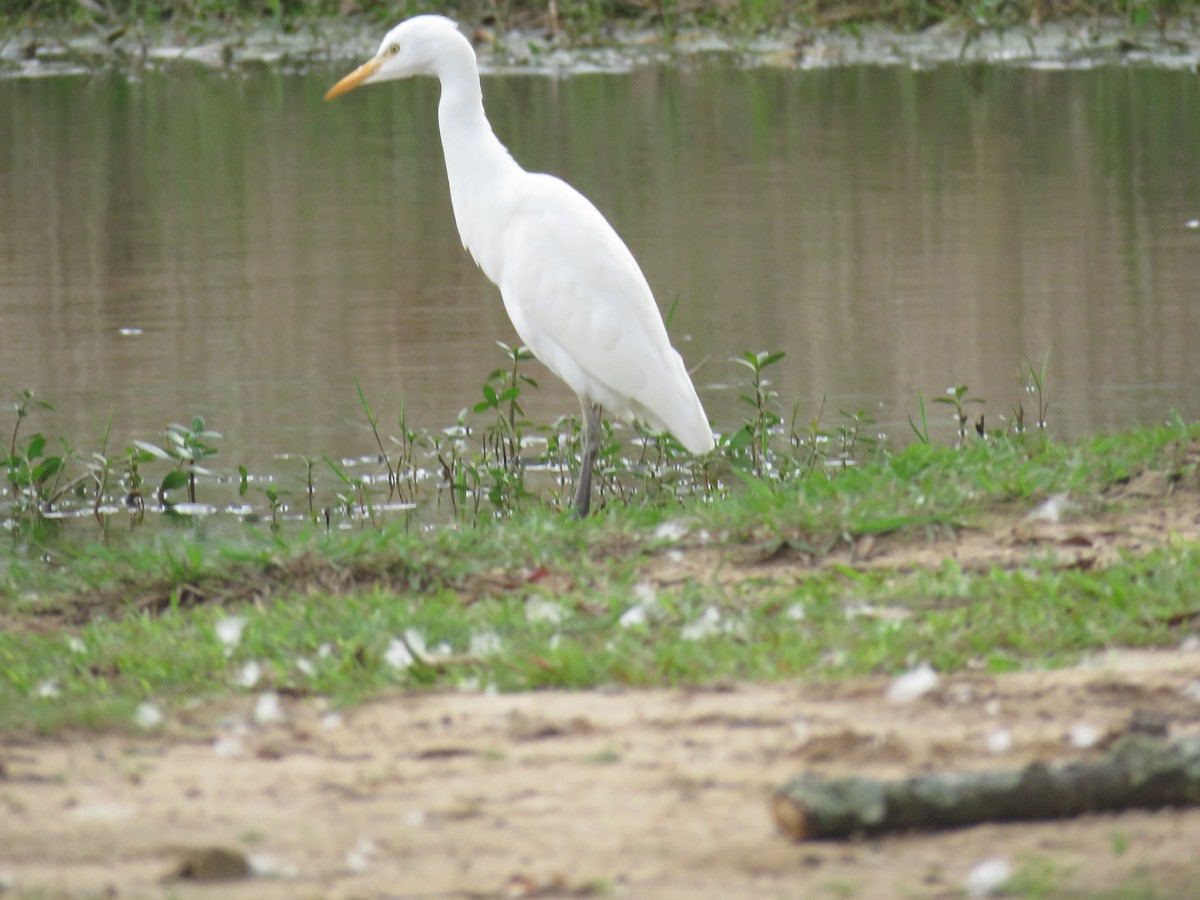 Western Cattle Egret - ML612894351