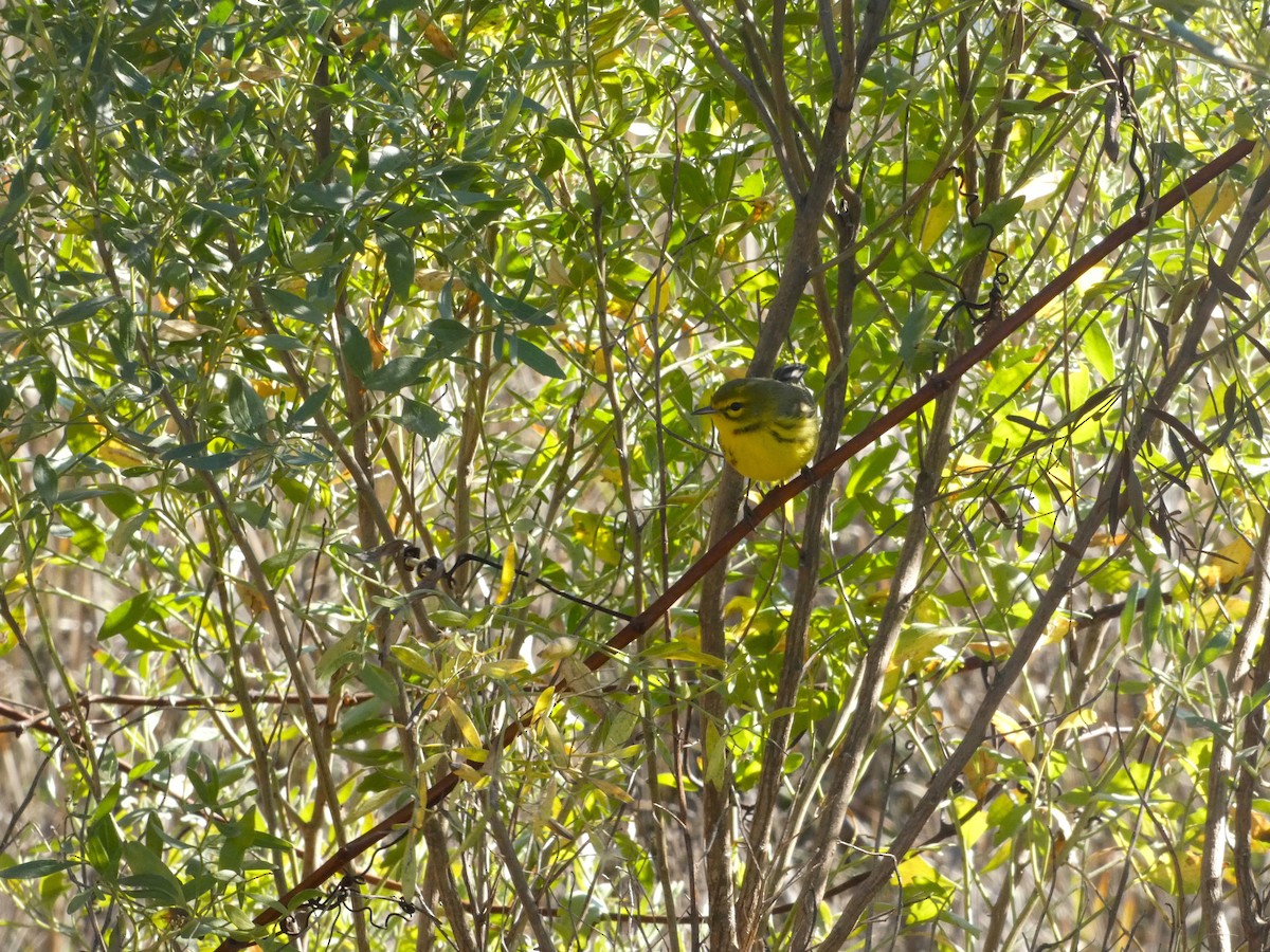 Prairie Warbler - ML612894474