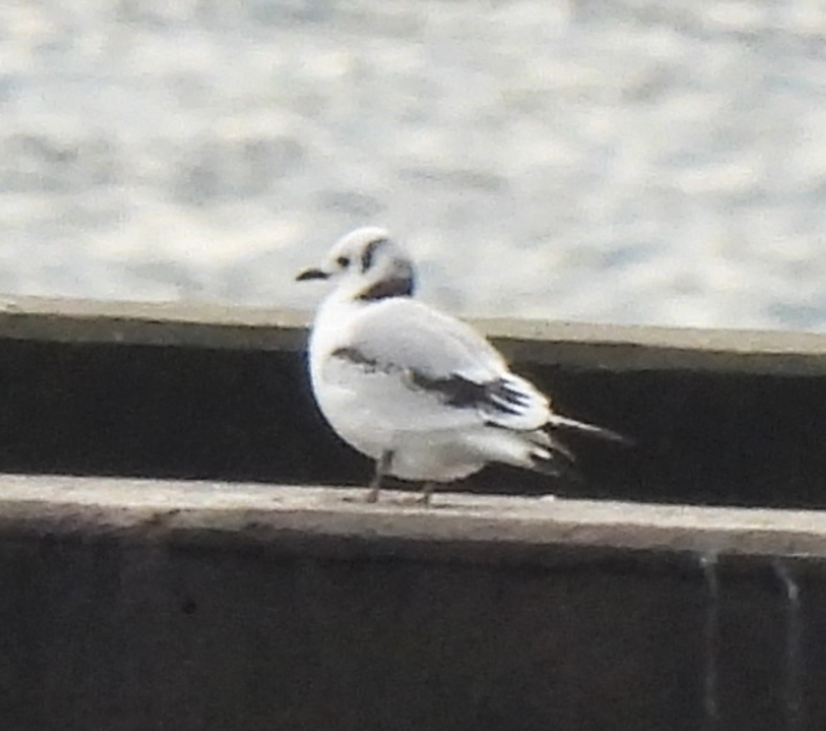 Gaviota Tridáctila - ML612894569