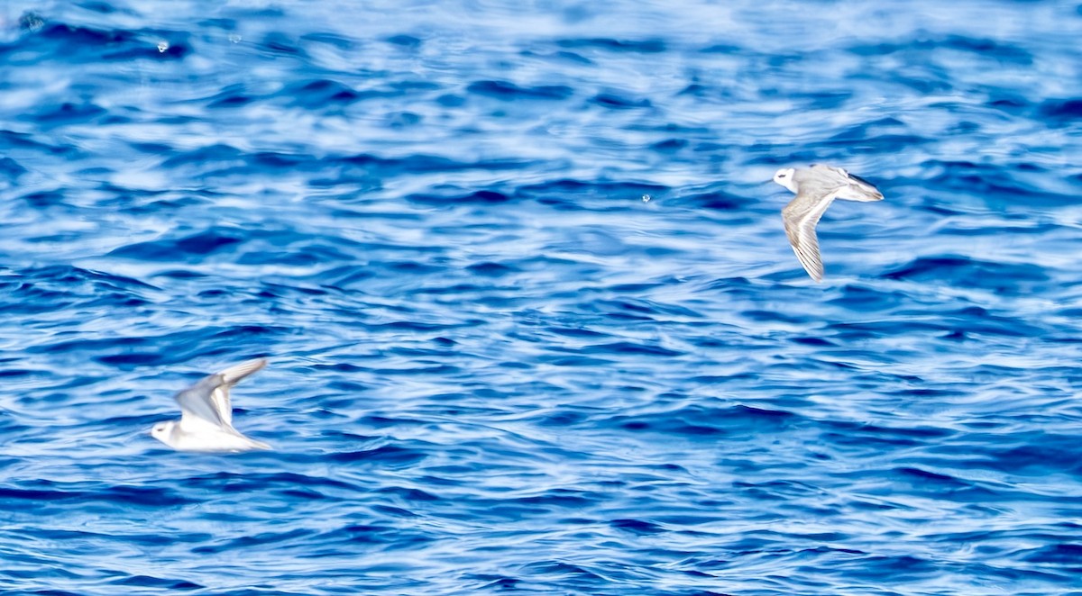 Red Phalarope - ML612894595