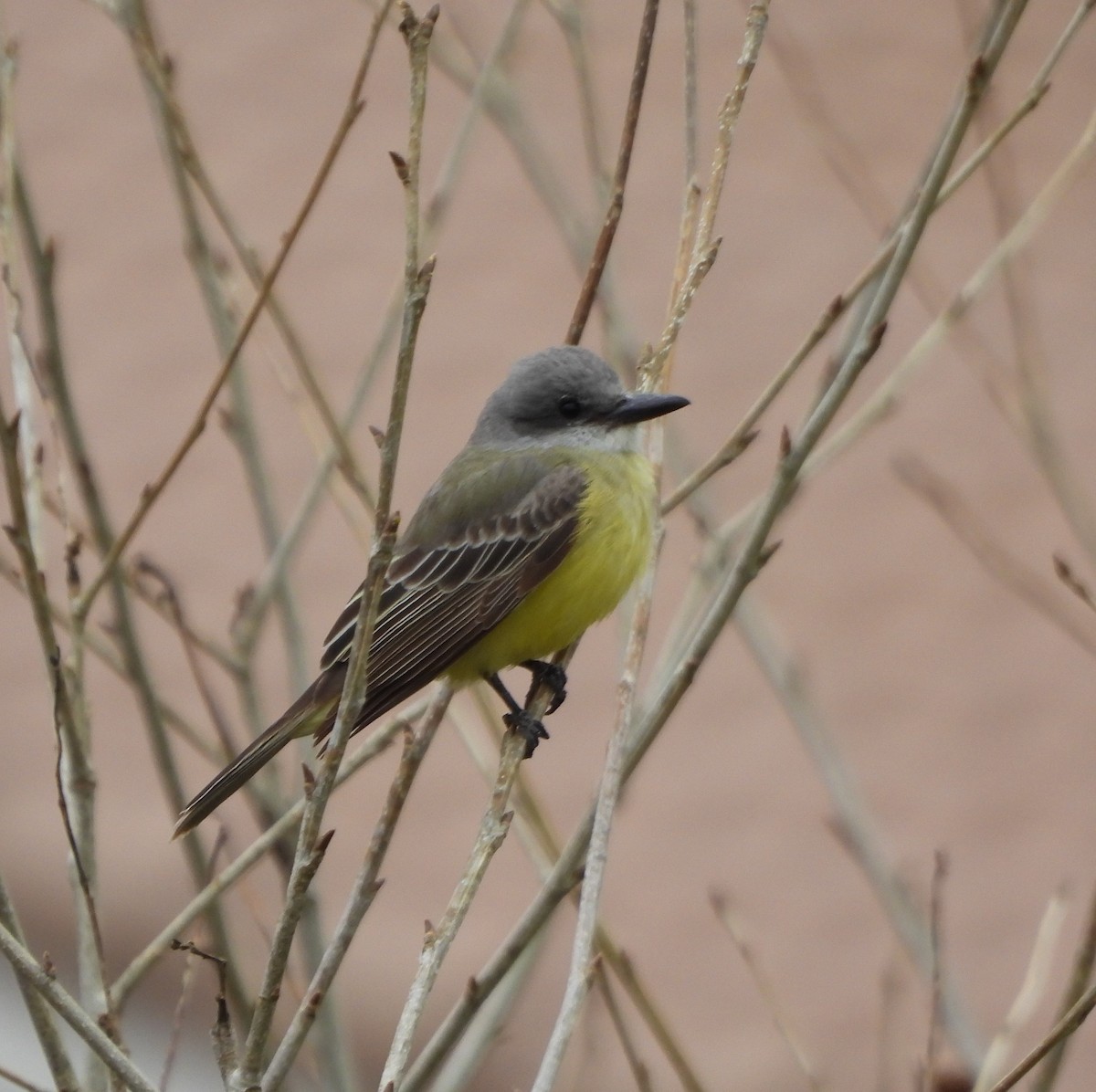 Tropical Kingbird - ML612894596