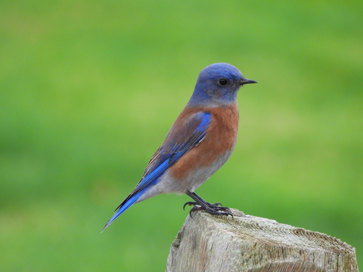 Western Bluebird - ML612894611