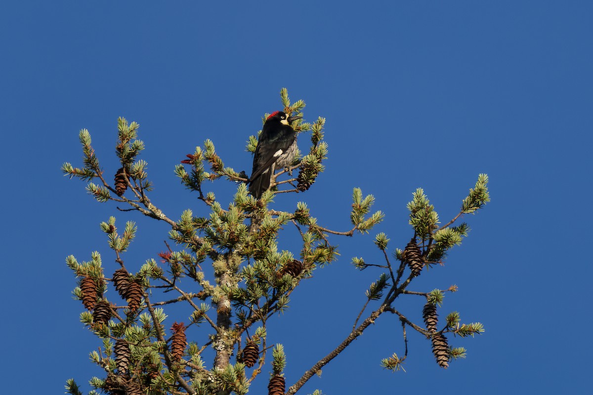 Acorn Woodpecker - ML612894627