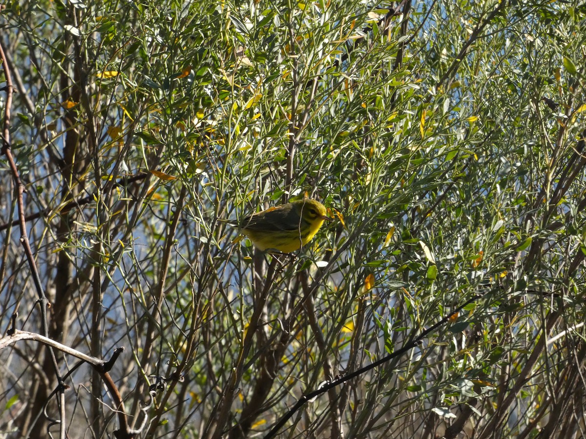 Prairie Warbler - ML612894662