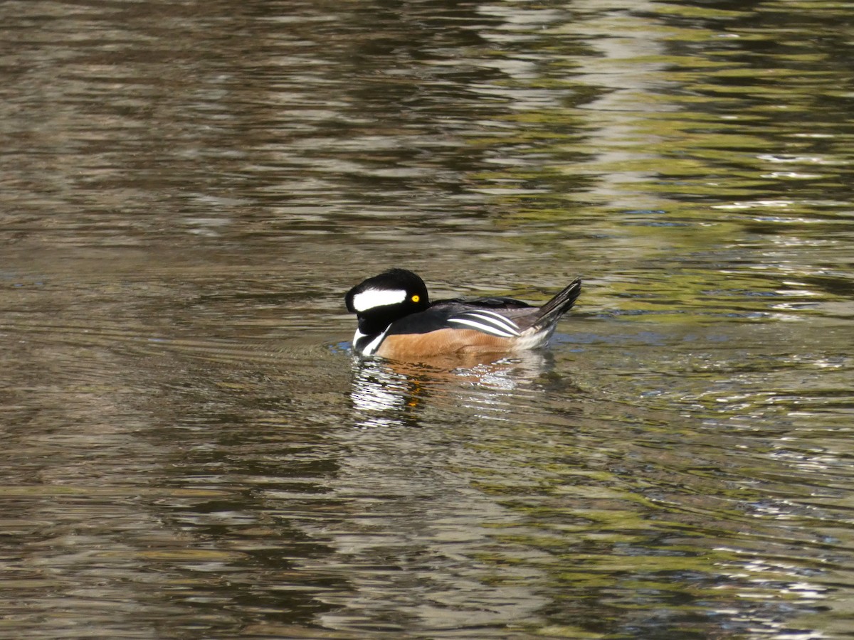 Hooded Merganser - ML612894690