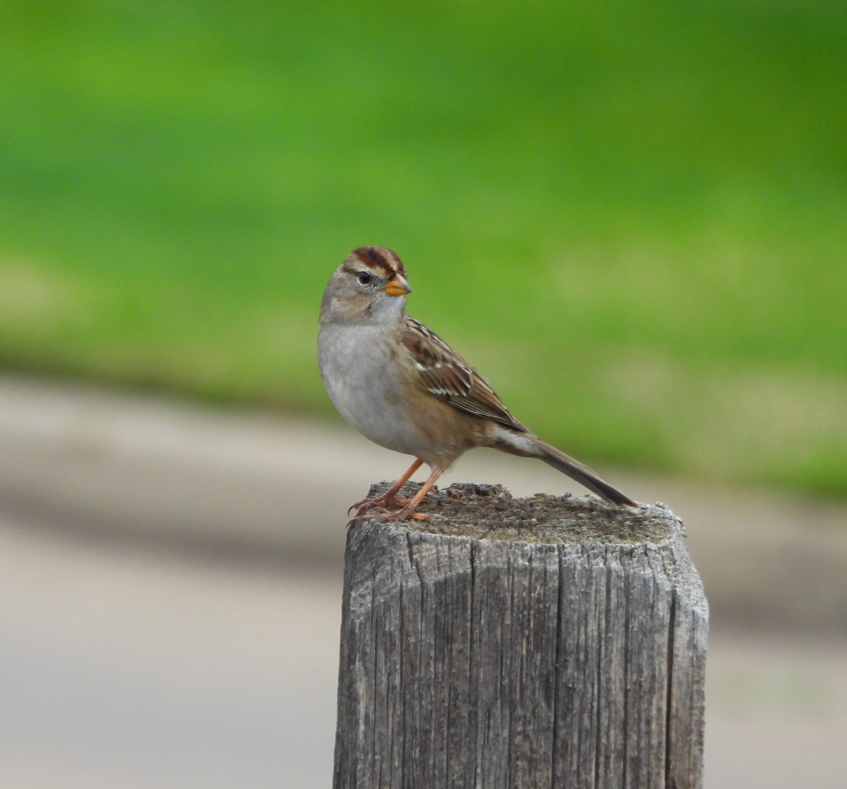 White-crowned Sparrow - ML612894726