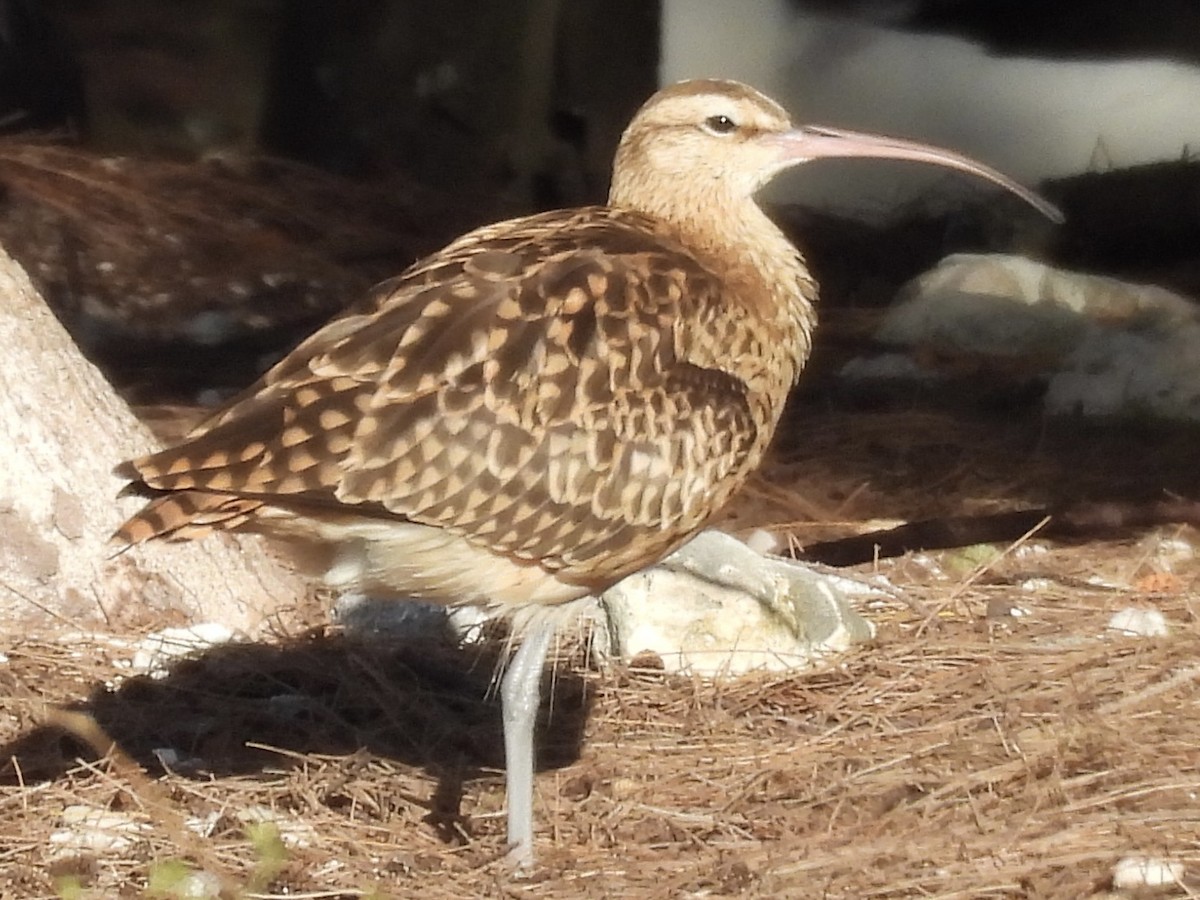 Bristle-thighed Curlew - Calvin Grigal