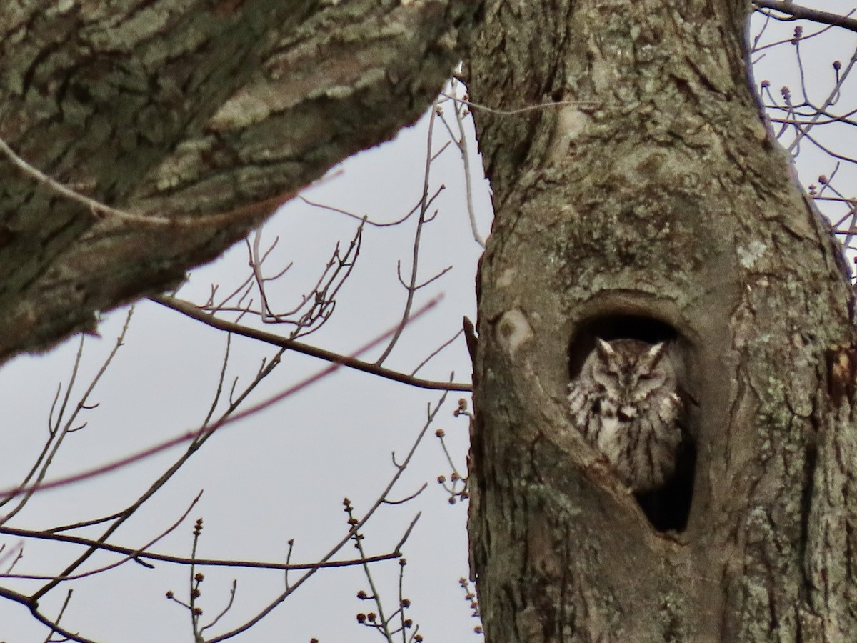 Eastern Screech-Owl - Merrie Perron